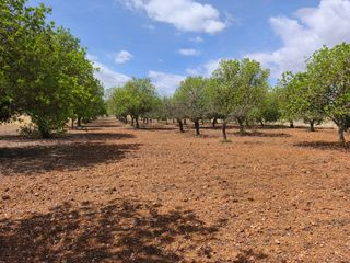 Fondo rustico in Felanitx Poble. Finca arbolada de algarrobos