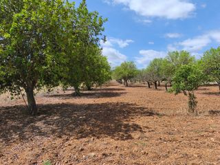 Finca rústica a Porreres