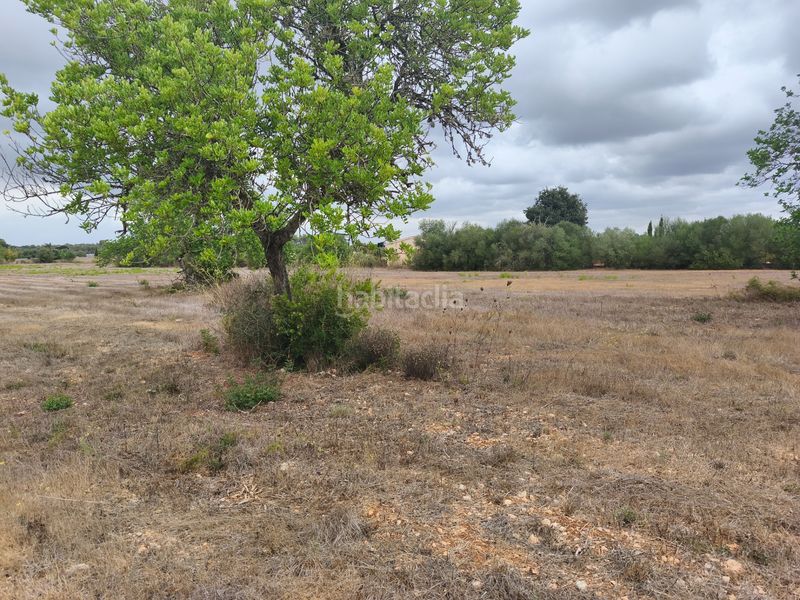 Foto 0c7857ea-46df-4fa7-b95f-23552d17f3f2. Terreny residencial a Algaida