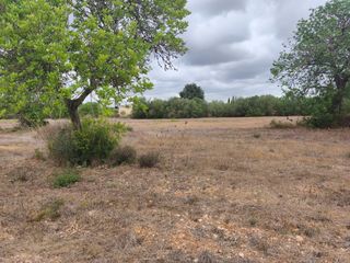 Terreny residencial a Algaida