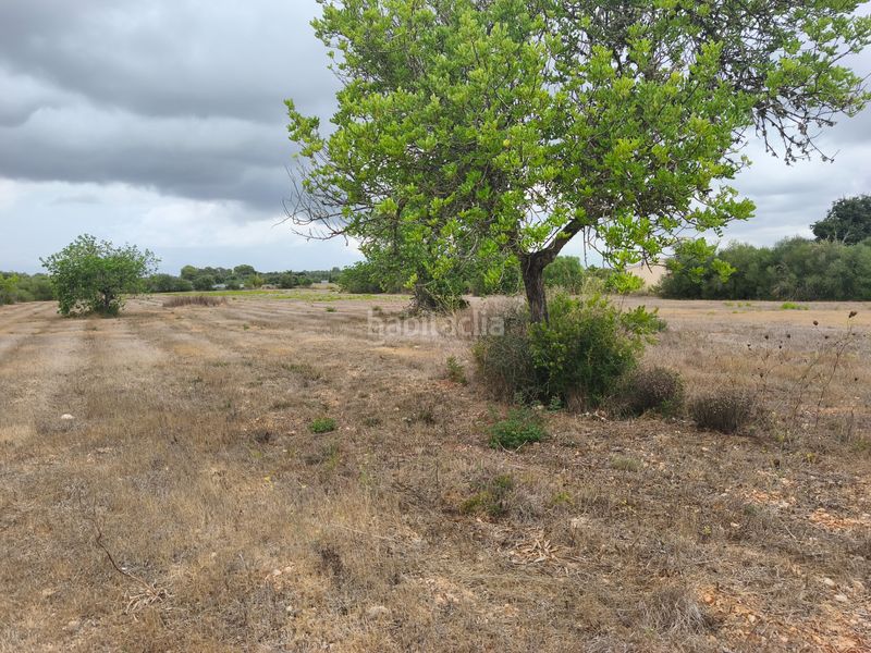 Foto 77bf0248-159b-4df6-b822-e8479ab75ee7. Terreny residencial a Algaida