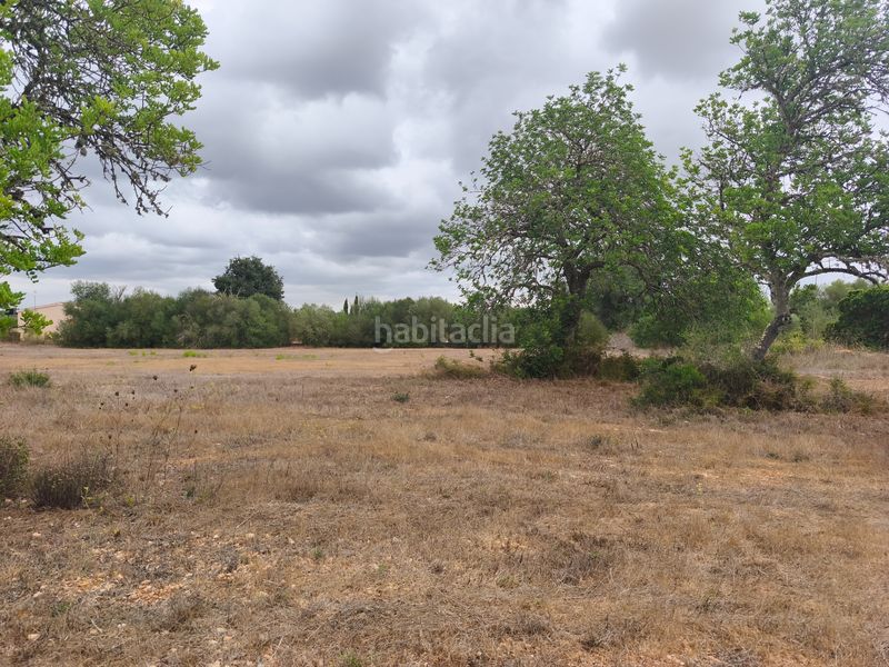 Foto fdf0a51d-ef4d-443d-81d9-02dab571df0a. Terreny residencial a Algaida