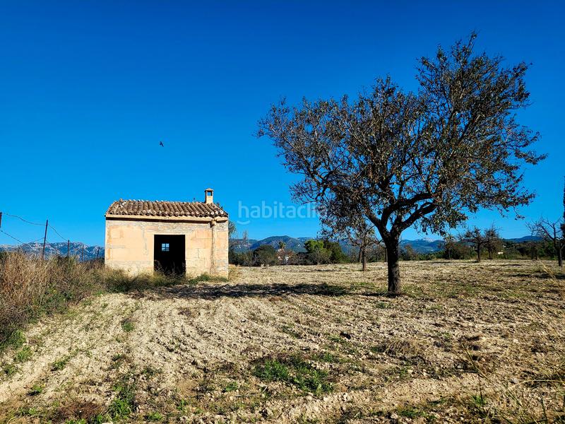 Foto 790d6d74-b541-4f2c-b8da-13a6869375a4. Finca rústica en carrer del pujol 12 finca rustica con casa. en Marratxí