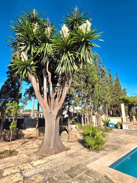 Foto 30b69119-0e19-4ba0-a79c-17b7ae6c476d. Alquiler masía finca rústica con piscina en Consell