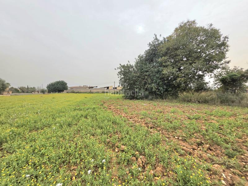 Foto d067ee9b-761f-4c62-9bc0-33b60a4a64fe. FInca rústica a Zona Periurbana Inca