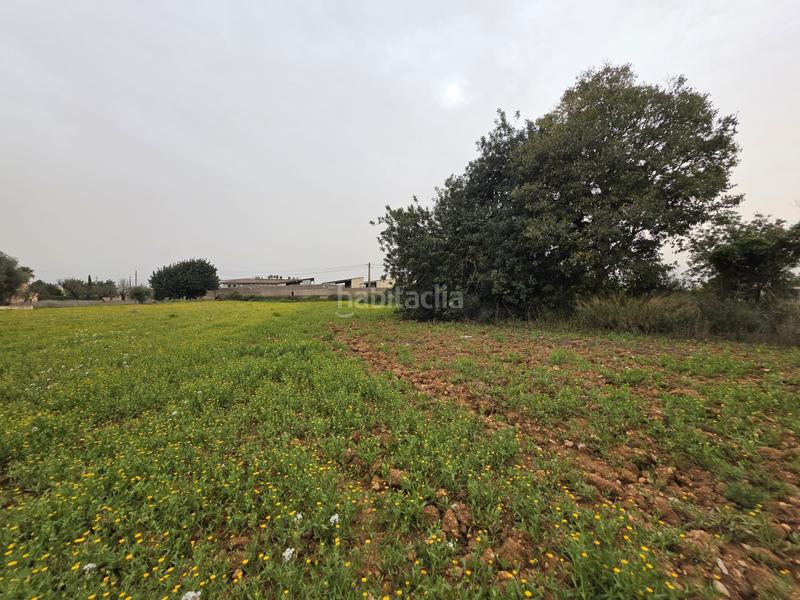 Foto d2cf39e2-6f03-462a-8354-6caccb7f6aa3. FInca rústica a Zona Periurbana Inca