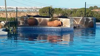 Masia a Los Almendros. Finca en venta en torrevieja, 8 dormitorios.