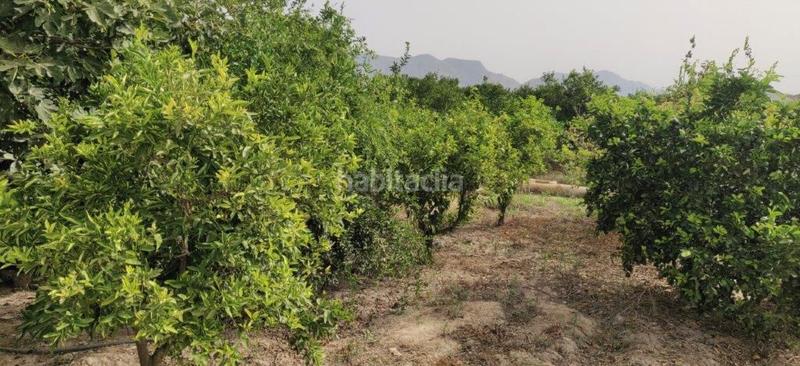 Foto d536702c-ac6f-4b53-97d6-07934ab16f9c. Casa  en venta en orihuela, 3 dormitorios. en Redován
