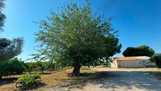 Masia a Cam. viejo de orihuela. Finca rúst. en venta en redován.