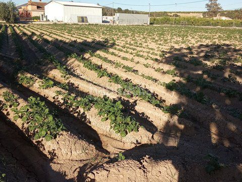Foto b5b9a383-655c-4699-881e-0e2967f895ea. Terreny residencial a Desamparados - Hurchillo - Torremendo Orihuela