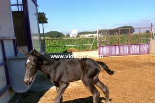 Landgut in Vallfogona de Balaguer
