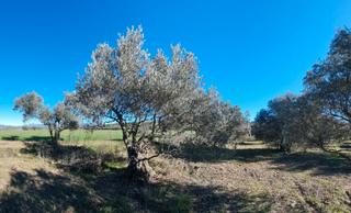 Rural plot in Rabós