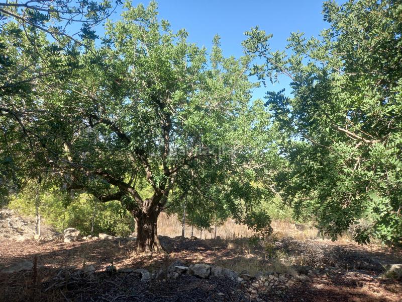 Foto 2a8dbcab-5f92-4837-8ebb-b43f5607727b. Fondo rustico in Alginet