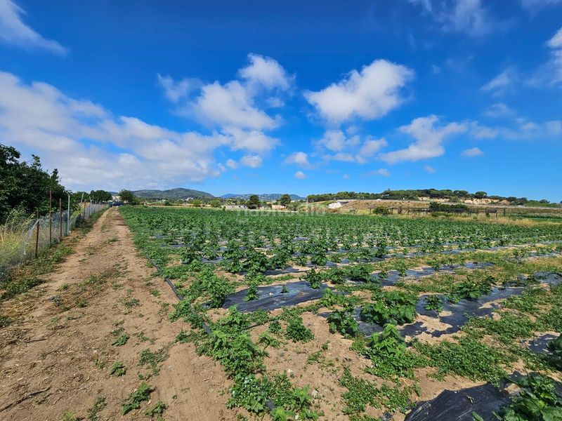 Foto a1c2ed41-2fe8-4ba5-93d0-7f00b29a1d30. Finca rústica a Malgrat de Mar