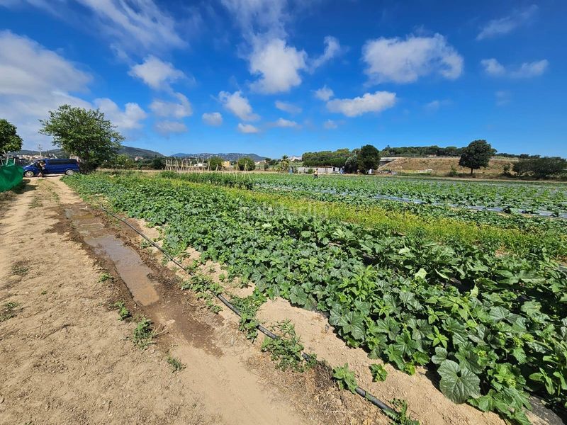 Foto dd401adc-b89c-4401-b589-c9a63d84af16. Finca rústica a Malgrat de Mar
