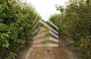 Landgut  Camí de les vinyes