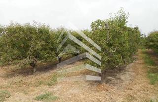 Finca rústica  Camí de les vinyes
