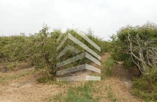 Terreno residenziale  Camí de les vinyes