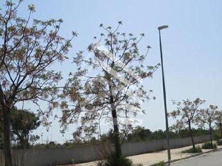 Terreno residencial  D'eivissa