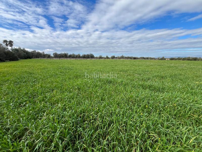 Foto 25638b98-2ab3-416e-994b-01756fbf2a91. Finca rústica se vende trerreno edificable en pina en Algaida