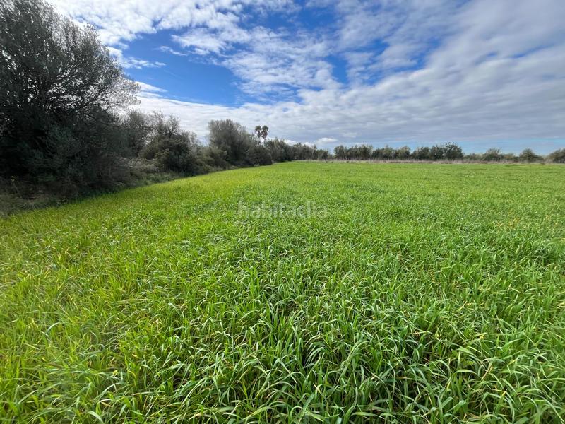 Foto 379218f9-a8c1-40fc-8a2c-4c6e23f884d1. Finca rústica se vende trerreno edificable en pina en Algaida
