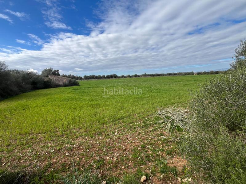 Foto 3965d2cf-5245-44b8-a197-ac9a764948d2. Finca rústica se vende trerreno edificable en pina en Algaida