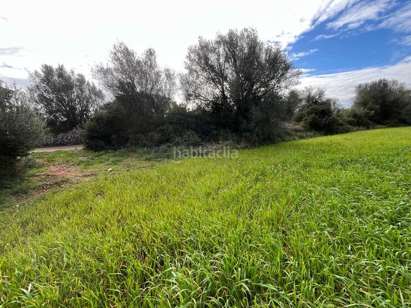 Foto 4b37a26d-0453-43fb-be48-3b12056e7f6b. Finca rústica se vende trerreno edificable en pina en Algaida
