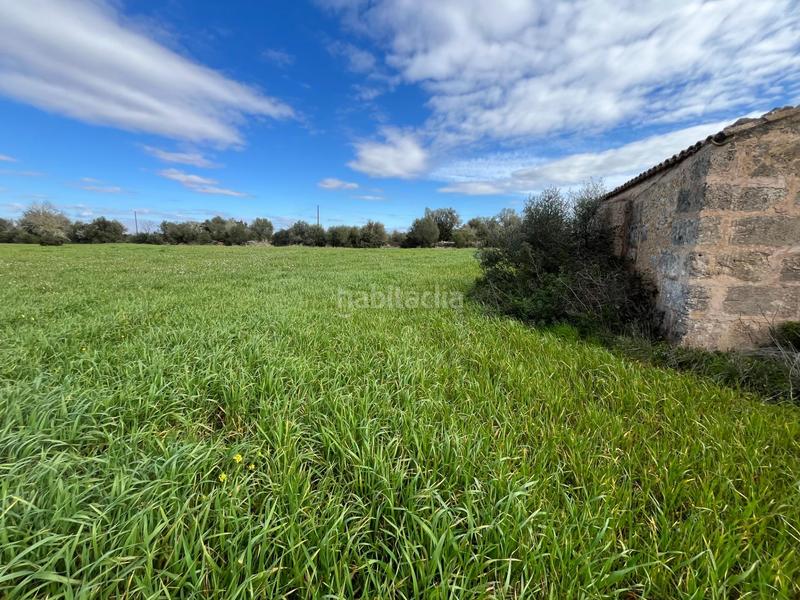 Foto 8b2eb692-c1bf-41af-9963-36d8f192d679. Finca rústica se vende trerreno edificable en pina en Algaida
