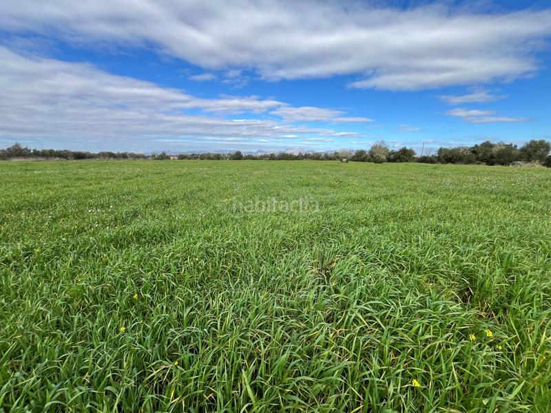 Foto bfa4edaa-d23f-4ad7-ab45-421179169cac. Finca rústica se vende trerreno edificable en pina en Algaida