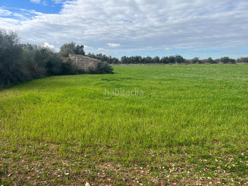 Foto e9c697c1-77c6-4356-bbcd-9c586c2660f4. Finca rústica se vende trerreno edificable en pina en Algaida