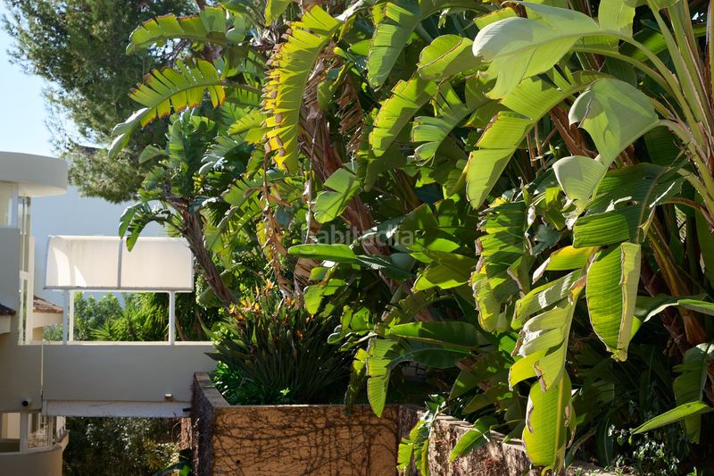 Foto 758e032e-cbd5-464d-bedb-4fa1471a9e17. Pis amb calefacció piscina a Calvià poble Calvià