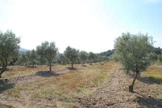 Terreny residencial a Garriguella
