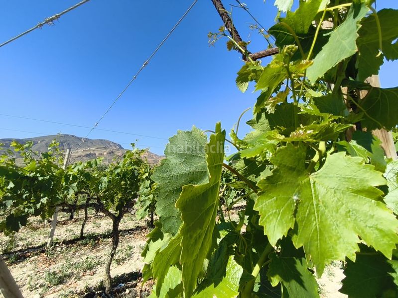 Foto a7a2ddda-eecd-4037-985b-b34ee8d550c9. Finca rústica a Monforte del Cid