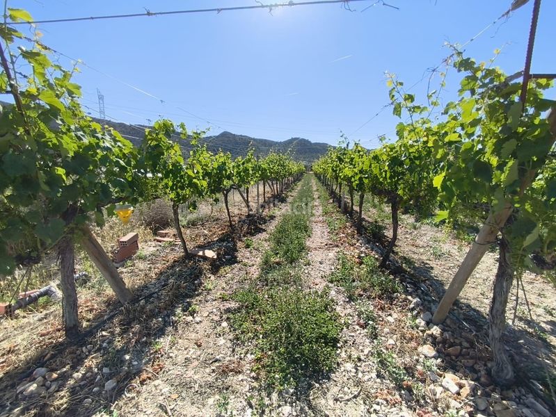 Foto dc272ee1-7d9c-4a68-8c49-7014e6c663f6. Finca rústica a Monforte del Cid