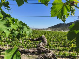 Wohngrundstück  Monforte del cid - paraje la serreta. Espectacular finca de 13894m con agua de riego y vallada