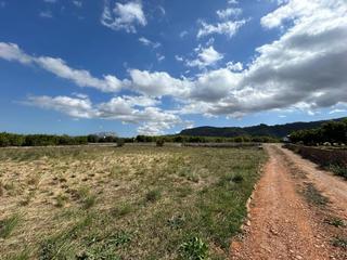Terreny residencial a Benidoleig. Parcela de 20366m2 edificable para un chalet. se sitúa en una mu