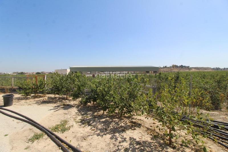 Foto 7dd5990f-0354-4903-bc72-5e883a703288. Masía finca con explotación agrícola en Desamparados - Hurchillo - Torremendo Orihuela