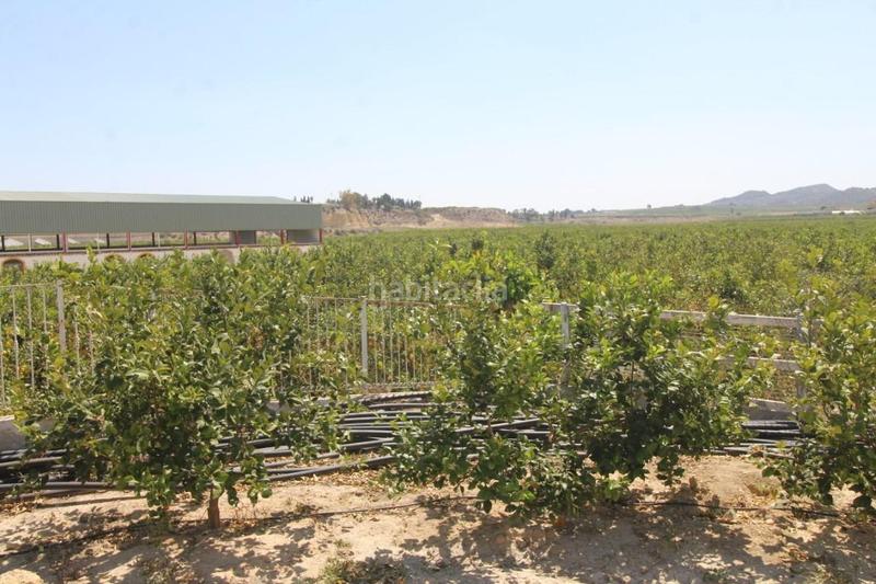 Foto 8c086691-9976-4dea-a72f-55312520c724. Masía finca con explotación agrícola en Desamparados - Hurchillo - Torremendo Orihuela