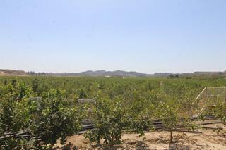 Mas  Carretera a torrevieja. Finca con explotación agrícola