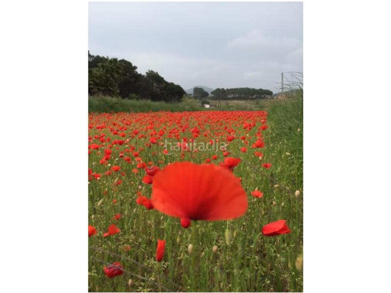 Foto eb90942d-86e2-40ee-bb1f-ccfbc2c5c33a. Maison dans Mas Mora-Sant Daniel Tordera