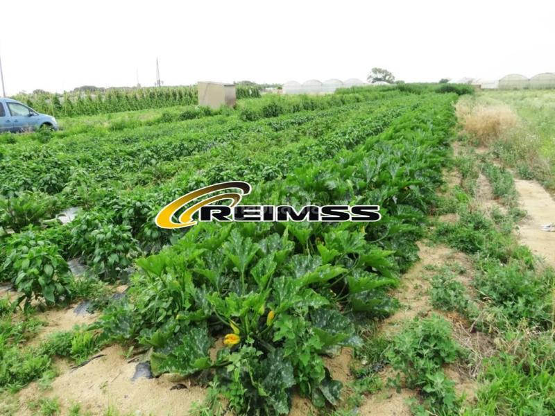 Foto 21a3a64c-6ff7-4b87-be70-2695e937f5ae. Landgut in Malgrat de Mar