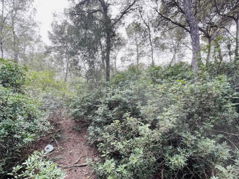 Foto a405f544-364c-4821-ab13-7001aa056a7a. Terrain résidentiel dans Portals Nous Calvià