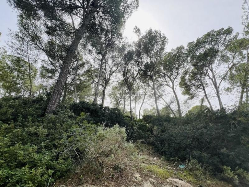 Foto cdfbcaa5-5a9a-43fe-a678-2d671980d500. Terrain résidentiel dans Portals Nous Calvià