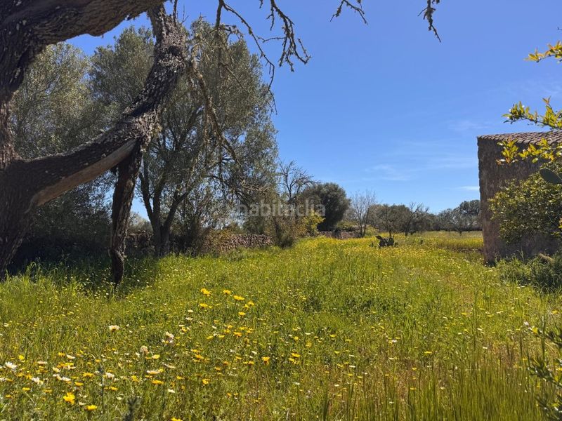 Foto 35d2766f-89fb-4321-96df-ae7839f3d392. Terreny residencial a Algaida