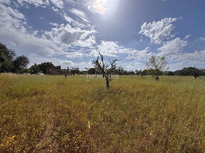 Foto 49a88260-5dc5-4001-b4ca-aa55ad643540. Terreny residencial a Algaida