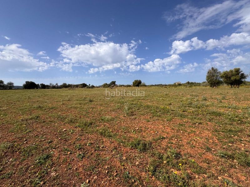 Foto 4dd52fa6-54c6-472a-a240-625a9c826ecf. Terreny residencial a Algaida