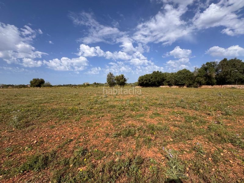 Foto d47f0d6a-9c57-4d5a-a980-a3a8faf1fe71. Terreny residencial a Algaida