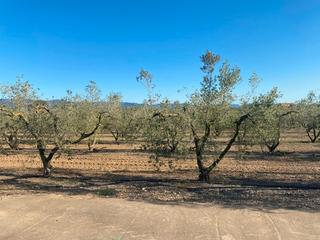 Masia a Carretera morell a reus 7. Ideal 2 familias