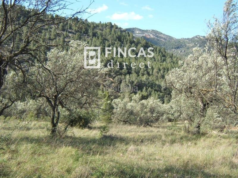 Foto 75ee1942-5035-43b8-b077-398d5787a57c. Wohngrundstück in Paüls