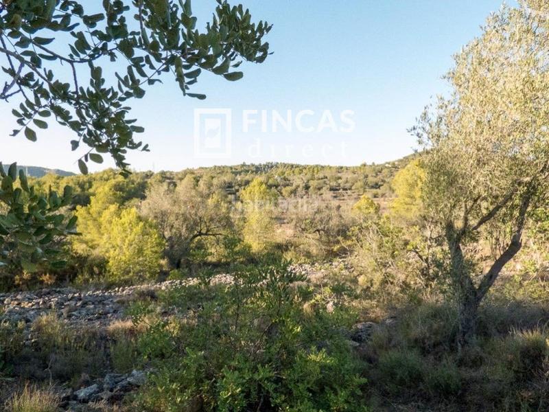 Foto 963acbda-75e7-4788-a162-152c61191f44. Finca rústica a Perelló (El)
